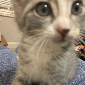 Meet your Posher, Violet